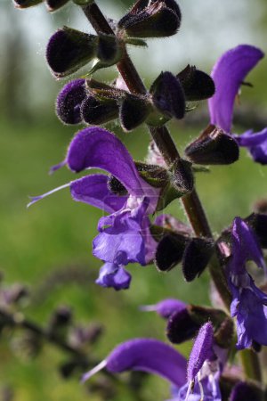 Purple salvia pratensis flower close up on blurred background
