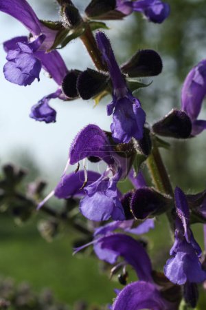 Flor de salvia pratensis púrpura de cerca sobre fondo borroso