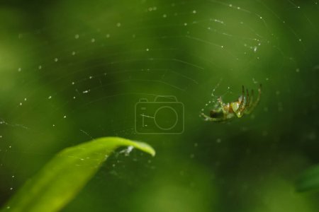 Araniella cucurbitina, sometimes called the "cucumber green spider" on the web in nature, macro photo