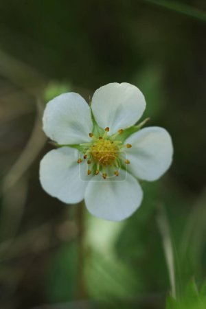 Photo for Strawberry blossom in the garden, closeup of photo - Royalty Free Image