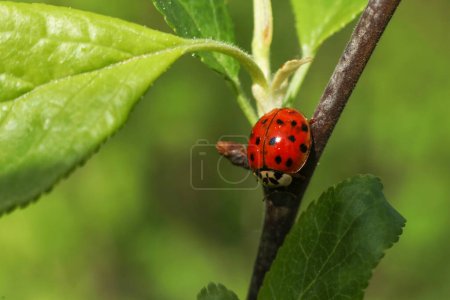a red ladybug on a green leaf