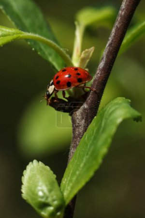 a red ladybug on a green leaf
