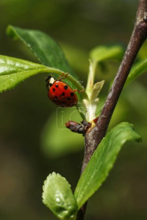 ein roter Marienkäfer auf einem grünen Blatt