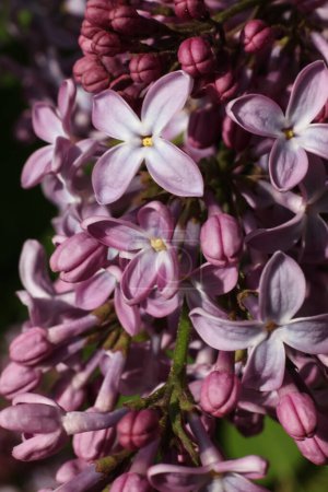 Photo for Beautiful lilac flowers in the garden. Close-up. - Royalty Free Image