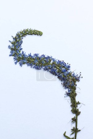 Foto de Flor de verónica spicata prensada en seco sobre un fondo blanco - Imagen libre de derechos