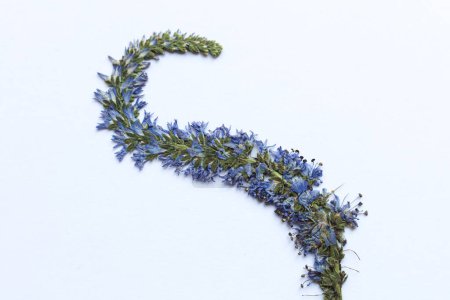 Dry pressed veronica spicata flower on a white background