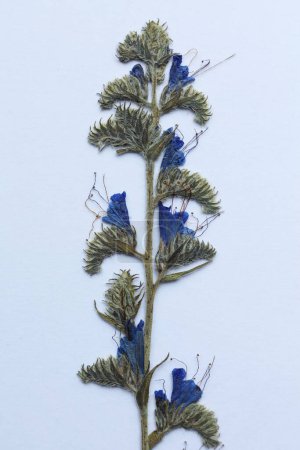 Getrocknetes blaues Echium vulgare, bekannt als Viperblume und Blaualgenblüte auf weißem Hintergrund. Nahaufnahme.