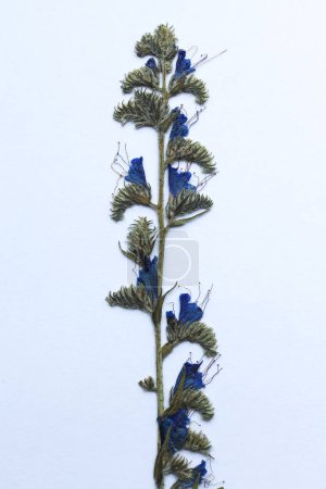 Echium vulgare bleu séché, connu sous le nom de bugloss de vipère et de fleur d'asclépiade sur fond blanc. Gros plan.