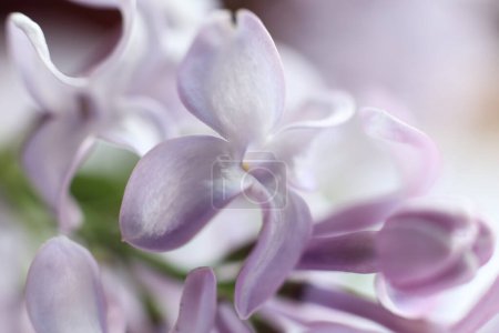 Beautiful lilac flowers on a white background. Shallow depth of field