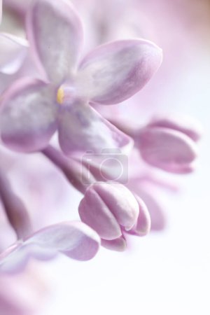 Photo for Beautiful lilac flowers on a white background. Shallow depth of field - Royalty Free Image