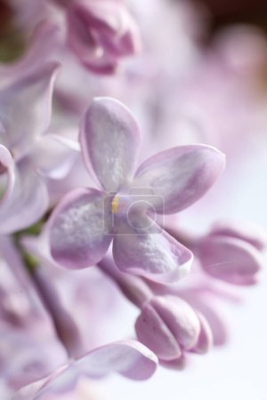 Beautiful lilac flowers on a white background. Shallow depth of field