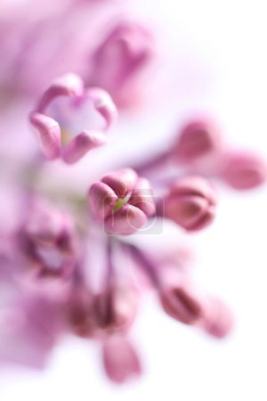 Photo for Beautiful lilac flowers on white background. macro - Royalty Free Image