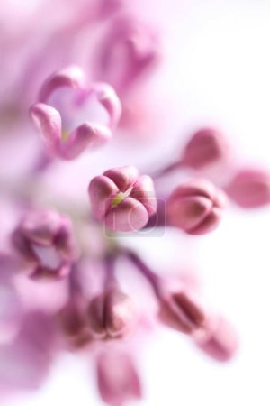 Beautiful lilac flowers on white background. macro