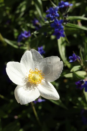 white anemone  flower in the garden