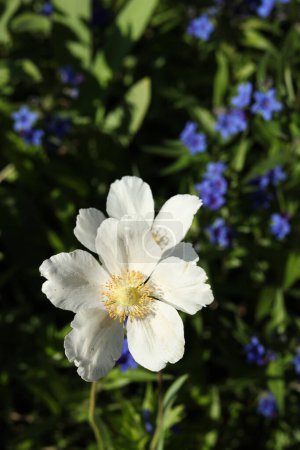 Weiße Anemonenblume im Garten