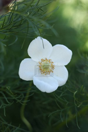 Flor de anémona blanca en el jardín