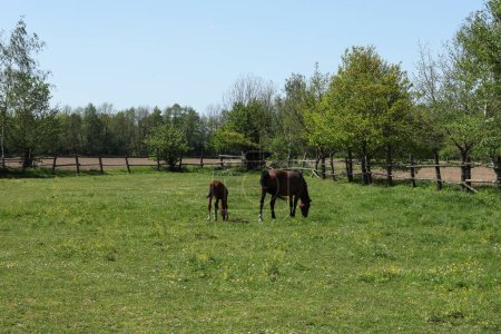 Photo for Horses in a meadow on a sunny day in early spring - Royalty Free Image