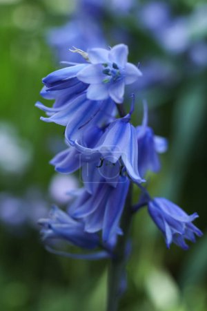un gros plan du Hyacinthoides hispanica, de la cloche bleue espagnole ou de la jacinthe des bois dans le jardin printanier 