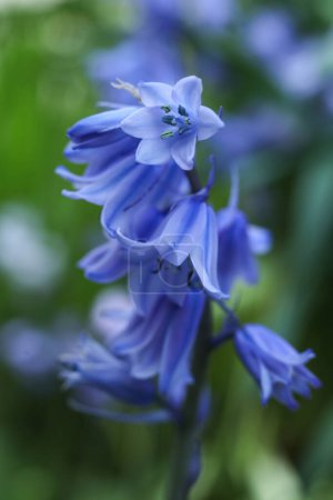 a close up of the Hyacinthoides hispanica, the Spanish bluebell or wood hyacinth flower in the spring garden 