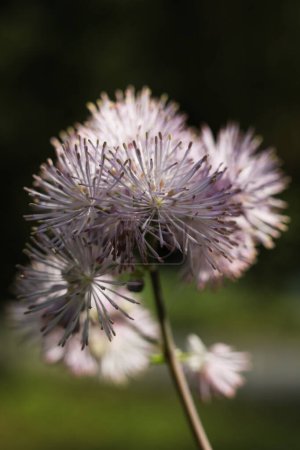 Close up of Thalictrum aquilegiifolium ,Greater meadow-rue flowers