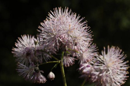 Close up of Thalictrum aquilegiifolium ,Greater meadow-rue flowers