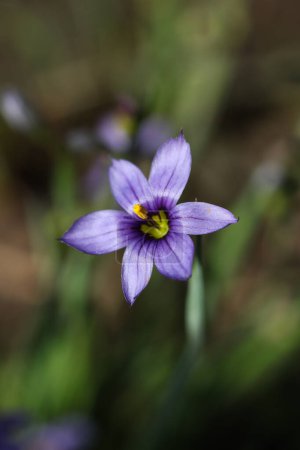 Photo for Purple Sisyrinchium angustifolium, commonly known as narrow-leaf blue-eyed-grass, flower in the garden, macro shot - Royalty Free Image