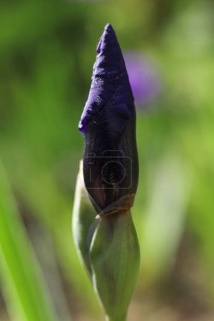 Purple iris flower bud in the garden close-up macro photography