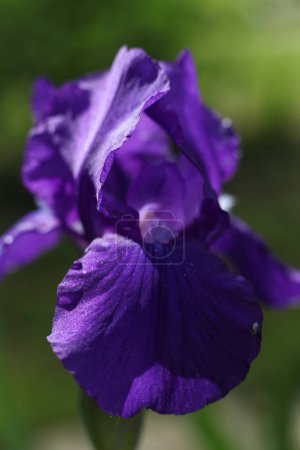 beautiful bearded iris flowers in the garden