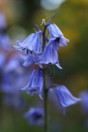 a close up of the Hyacinthoides hispanica, the Spanish bluebell or wood hyacinth flower in the spring garden 