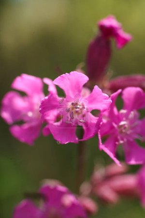 Viscaria vulgaris rose, la libellule gluante ou fleur de campion moelleux, macro