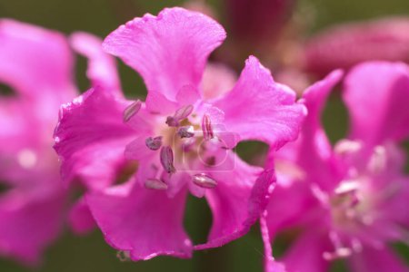 Pink Viscaria vulgaris, the sticky catchfly or clammy campion flower, macro