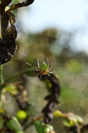 Araniella cucurbitina, sometimes called the "cucumber green spider"on the web in the forest, closeup of photo