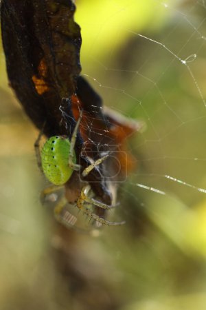Araniella cucurbitina, a veces llamada la "araña verde pepino" en la web en el bosque, primer plano de la foto