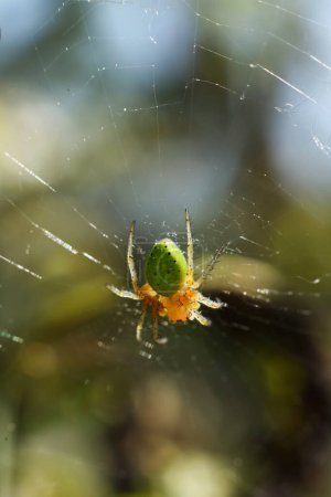 Araniella cucurbitina, sometimes called the "cucumber green spider"on the web in the forest, closeup of photo