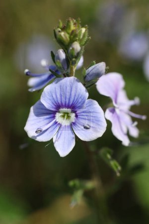  Veronica persica, Persian speedwell flower, macro