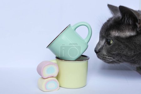 Foto de Gato gris con una taza y malvaviscos sobre un fondo blanco - Imagen libre de derechos
