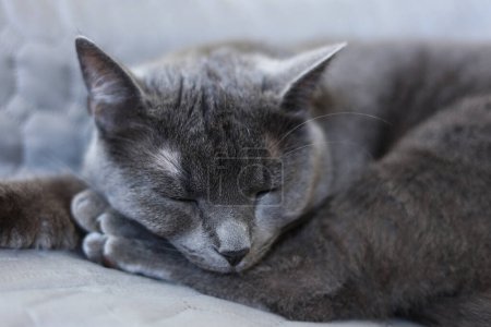 Portrait d'un chat britannique gris aux yeux jaune ambre sur fond gris