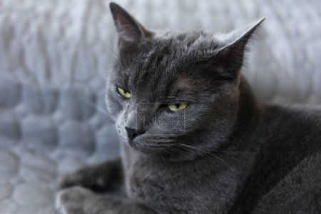 Portrait d'un chat britannique gris aux yeux jaune ambre sur fond gris