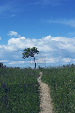 Camino en el prado con árboles y cielo azul con nubes.