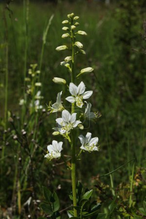 Gros plan d'une fleur blanche de Dictamnus albus sur une prairie