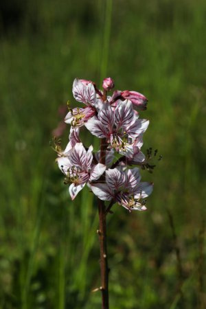 Foto de Primer plano de una flor de Dictamnus albus rosa y blanca en un prado - Imagen libre de derechos