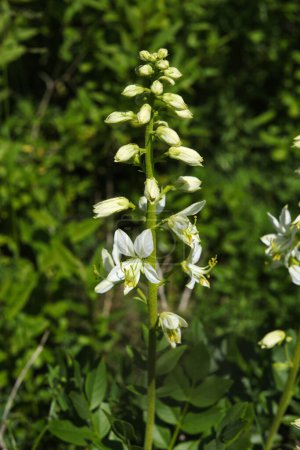 Primer plano de una flor blanca de Dictamnus albus en un prado