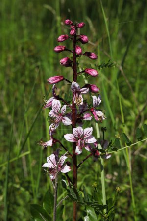 Close-up of a pink and white Dictamnus albus flower on a meadow