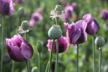 un champ de printemps de Papaver somniferum, communément appelé pavot à opium ou pavot à pain