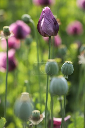 un champ de printemps de Papaver somniferum, communément appelé pavot à opium ou pavot à pain