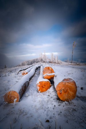 Téléchargez les photos : Troncs de hêtre abattus dans le paysage hivernal - en image libre de droit