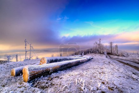 Photo for Felled beech tree trunks in winter landscape - Royalty Free Image