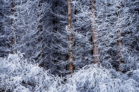 Téléchargez les photos : Épinettes poussant près les unes des autres en hiver - en image libre de droit