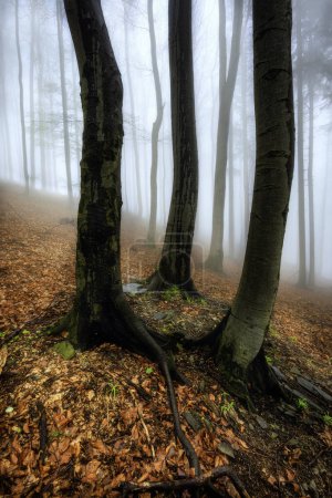Téléchargez les photos : Trois hêtres dans une forêt brumeuse printanière - en image libre de droit