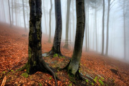 Téléchargez les photos : Hêtraie d'automne avec brouillard en arrière-plan - en image libre de droit
